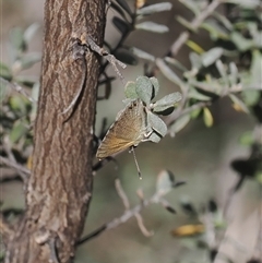 Nacaduba biocellata (Two-spotted Line-Blue) at Rendezvous Creek, ACT - 21 Dec 2024 by RAllen
