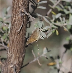 Nacaduba biocellata at Rendezvous Creek, ACT - 21 Dec 2024 by RAllen