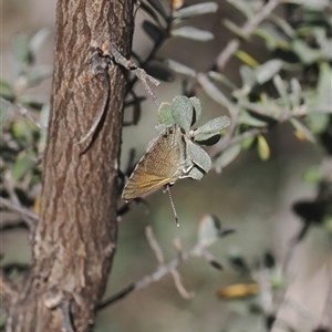 Nacaduba biocellata at Rendezvous Creek, ACT - 21 Dec 2024