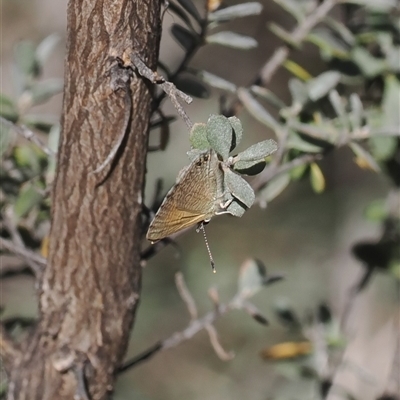 Nacaduba biocellata (Two-spotted Line-Blue) at Rendezvous Creek, ACT - 21 Dec 2024 by RAllen