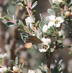 Nacaduba biocellata at Rendezvous Creek, ACT - 21 Dec 2024 11:06 AM