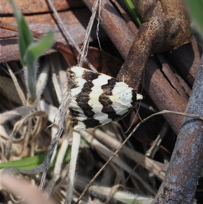 Termessa laeta (Lithosiini) at Rendezvous Creek, ACT - 21 Dec 2024 by RAllen