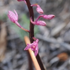 Dipodium roseum (Rosy Hyacinth Orchid) at Rendezvous Creek, ACT - 21 Dec 2024 by RAllen