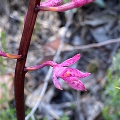 Dipodium roseum at Rendezvous Creek, ACT - 21 Dec 2024