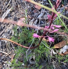 Dipodium roseum at Rendezvous Creek, ACT - 21 Dec 2024