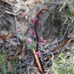 Dipodium roseum at Rendezvous Creek, ACT - 21 Dec 2024