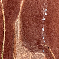 Neuroptera (order) at Batehaven, NSW - 21 Dec 2024 01:05 PM