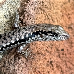 Concinnia tenuis (Bar-sided Skink) at Batehaven, NSW - 21 Dec 2024 by Hejor1