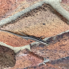 Concinnia tenuis at Batehaven, NSW - 21 Dec 2024 01:07 PM