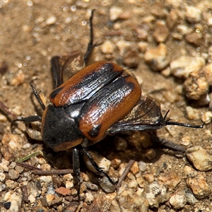 Chondropyga dorsalis at Batehaven, NSW - 21 Dec 2024