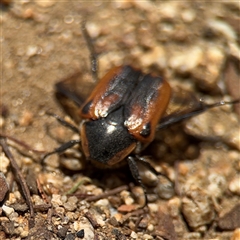 Chondropyga dorsalis at Batehaven, NSW - 21 Dec 2024