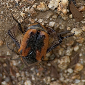 Chondropyga dorsalis at Batehaven, NSW - 21 Dec 2024