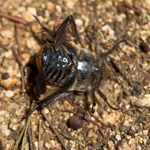 Chondropyga dorsalis at Batehaven, NSW - 21 Dec 2024