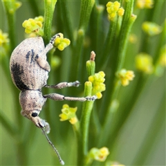 Perperus sp. (genus) at Batehaven, NSW - 21 Dec 2024 01:54 PM