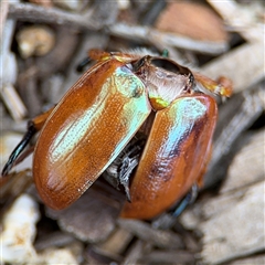 Anoplognathus viriditarsis (Green-footed Christmas beetle) at Batehaven, NSW - 21 Dec 2024 by Hejor1