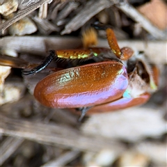 Anoplognathus viriditarsis at Batehaven, NSW - 21 Dec 2024 01:55 PM