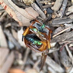 Anoplognathus viriditarsis at Batehaven, NSW - 21 Dec 2024 01:55 PM