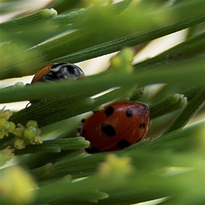 Hippodamia variegata (Spotted Amber Ladybird) at Batehaven, NSW - 21 Dec 2024 by Hejor1