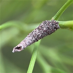 Psychidae (family) IMMATURE (Unidentified case moth or bagworm) at Batehaven, NSW - 21 Dec 2024 by Hejor1