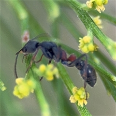 Myrmecia sp., pilosula-group (Jack jumper) at Batehaven, NSW - 21 Dec 2024 by Hejor1