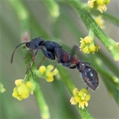 Myrmecia sp., pilosula-group at Batehaven, NSW - 21 Dec 2024 01:58 PM
