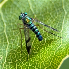 Austrosciapus connexus (Green long-legged fly) at Batehaven, NSW - 21 Dec 2024 by Hejor1