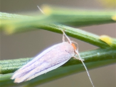 Phytotrypa (genus) (A Concealer moth (Wingia group) at Batehaven, NSW - 21 Dec 2024 by Hejor1