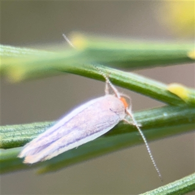 Phytotrypa (genus) (A Concealer moth (Wingia group) at Batehaven, NSW - 21 Dec 2024 by Hejor1