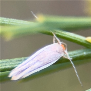 Phytotrypa (genus) at Batehaven, NSW - 21 Dec 2024