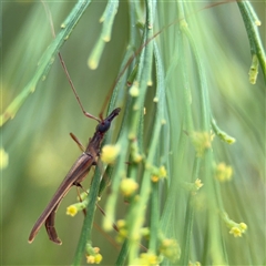 Rhinophthalmus nasutus (A Longhorn Beetle) at Batehaven, NSW - 21 Dec 2024 by Hejor1
