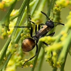 Polyrhachis ammon (Golden-spined Ant, Golden Ant) at Batehaven, NSW - 21 Dec 2024 by Hejor1