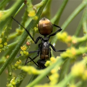 Polyrhachis ammon at Batehaven, NSW - 21 Dec 2024 02:02 PM