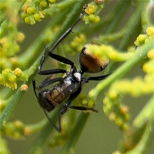 Polyrhachis ammon at Batehaven, NSW - 21 Dec 2024 02:02 PM