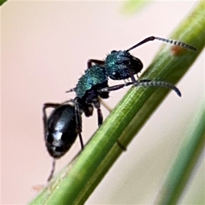 Rhytidoponera metallica at Batehaven, NSW - 21 Dec 2024 by Hejor1