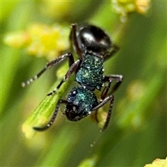 Polyrhachis hookeri at Batehaven, NSW - 21 Dec 2024