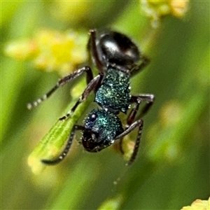 Polyrhachis hookeri at Batehaven, NSW - 21 Dec 2024