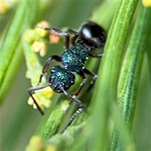 Polyrhachis hookeri at Batehaven, NSW - 21 Dec 2024