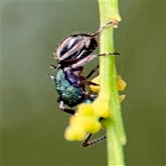 Polyrhachis hookeri at Batehaven, NSW - 21 Dec 2024