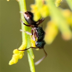 Polyrhachis hookeri at Batehaven, NSW - 21 Dec 2024