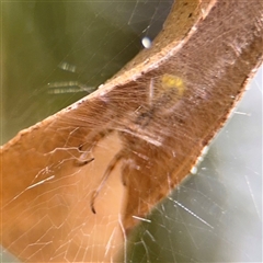 Phonognathidae (family) (Leaf curling orb-weavers) at Batehaven, NSW - 21 Dec 2024 by Hejor1