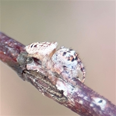 Opisthoncus sp. (genus) (Unidentified Opisthoncus jumping spider) at Batehaven, NSW - 21 Dec 2024 by Hejor1