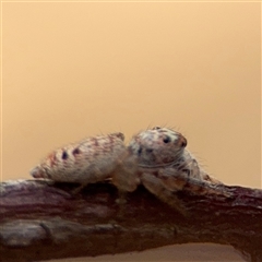 Opisthoncus sp. (genus) at Batehaven, NSW - 21 Dec 2024