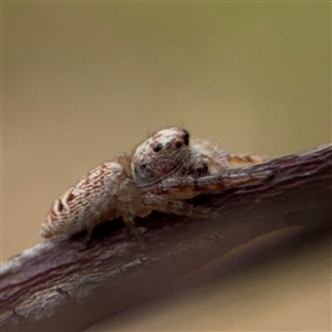 Opisthoncus sp. (genus) at Batehaven, NSW - 21 Dec 2024