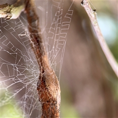 Segestriidae sp (family) (Tube Dwelling Spider) at Batehaven, NSW - 21 Dec 2024 by Hejor1