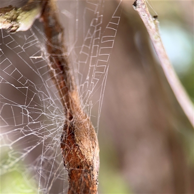 Segestriidae sp (family) (Tube Dwelling Spider) at Batehaven, NSW - 21 Dec 2024 by Hejor1