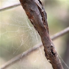 Segestriidae sp (family) at Batehaven, NSW - 21 Dec 2024