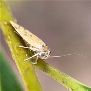 Prionocris charodes at Batehaven, NSW - 21 Dec 2024 02:07 PM
