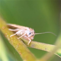 Prionocris charodes at Batehaven, NSW - 21 Dec 2024 02:07 PM