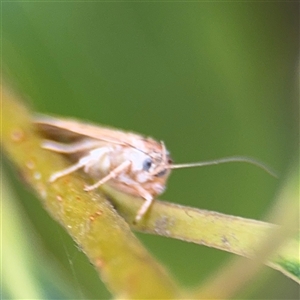 Prionocris charodes at Batehaven, NSW - 21 Dec 2024 02:07 PM