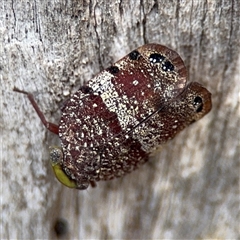 Platybrachys decemmacula at Batehaven, NSW - 21 Dec 2024 by Hejor1